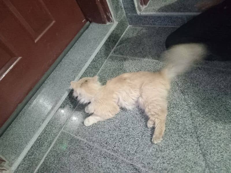 persian male 18 month age for sale 1