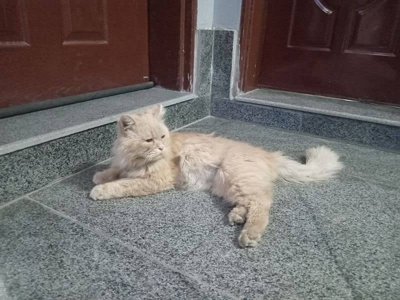 persian male 18 month age for sale 2