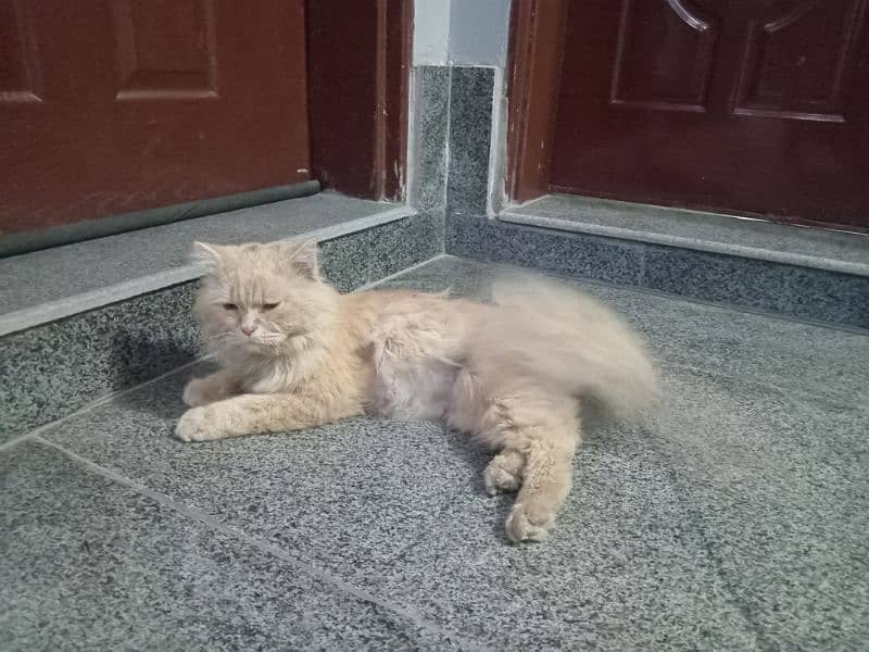 persian male 18 month age for sale 3