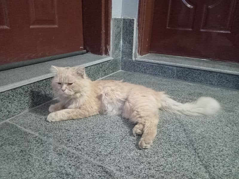 persian male 18 month age for sale 4