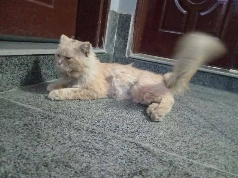 persian male 18 month age for sale 5