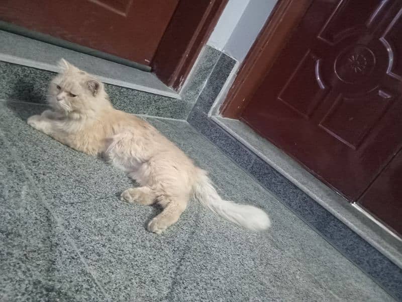 persian male 18 month age for sale 8