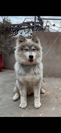 Siberian Husky Imported blood line wooly coat male