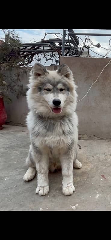 Siberian Husky Imported blood line wooly coat male 0