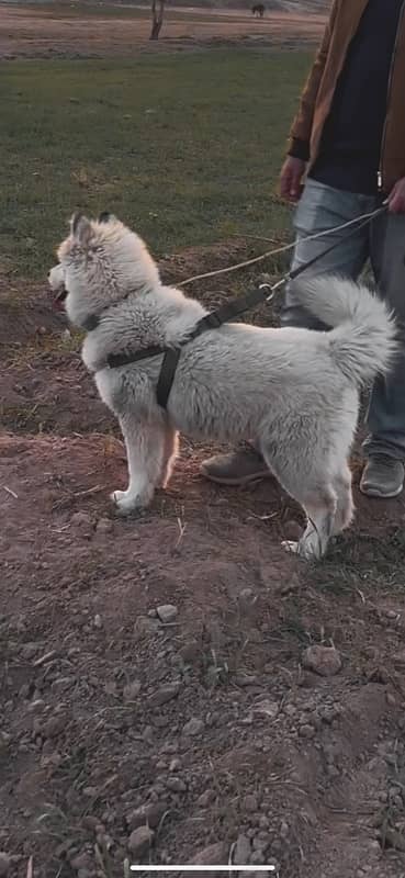 Siberian Husky Imported blood line wooly coat male 1