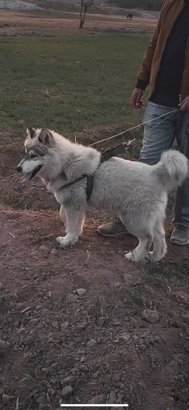 Siberian Husky Imported blood line wooly coat male 3