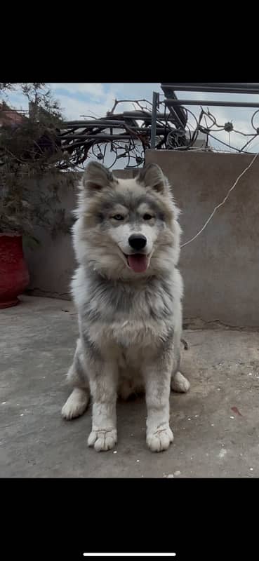 Siberian Husky Imported blood line wooly coat male 4