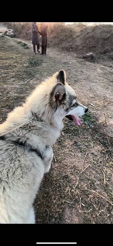 Siberian Husky Imported blood line wooly coat male 5