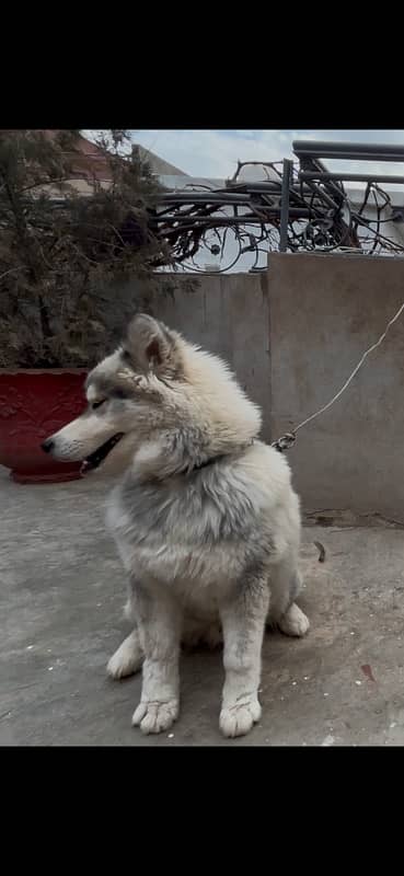 Siberian Husky Imported blood line wooly coat male 6