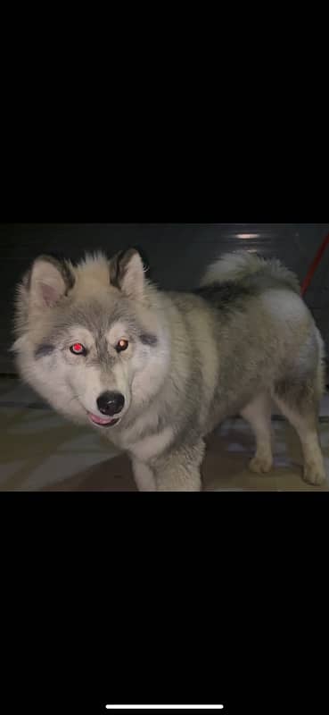 Siberian Husky Imported blood line wooly coat male 7