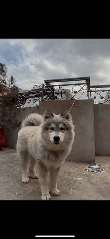 Siberian Husky Imported blood line wooly coat male 8