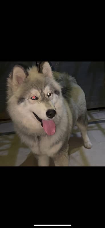 Siberian Husky Imported blood line wooly coat male 9