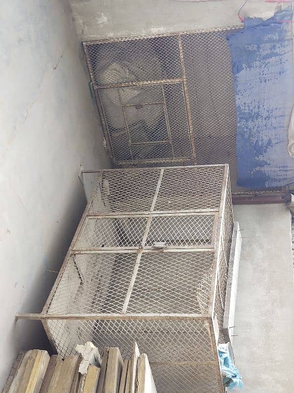 HEN/BIRDS CAGE 1