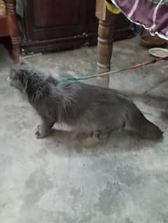 3 cats for sale 1 grey persian triple coated 1 male canadian 1 turkish