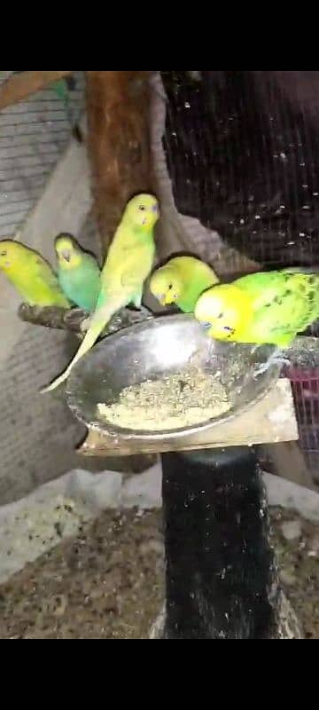 Parrots 0