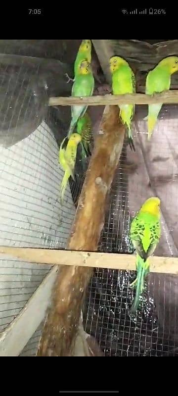 Parrots 3