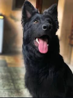 PINK PEDIGREE BLACK FEMALE GERMAN SHEPHERD AVAILABLE