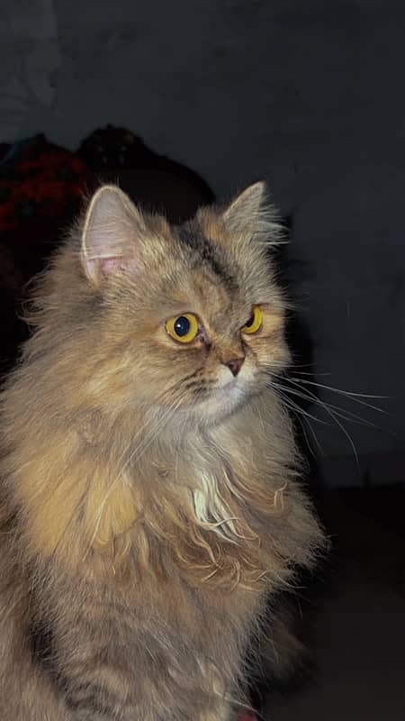 Female persian cat 0