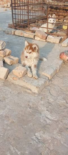 for sale  pup siberian husky