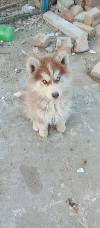 for sale  pup siberian husky 2