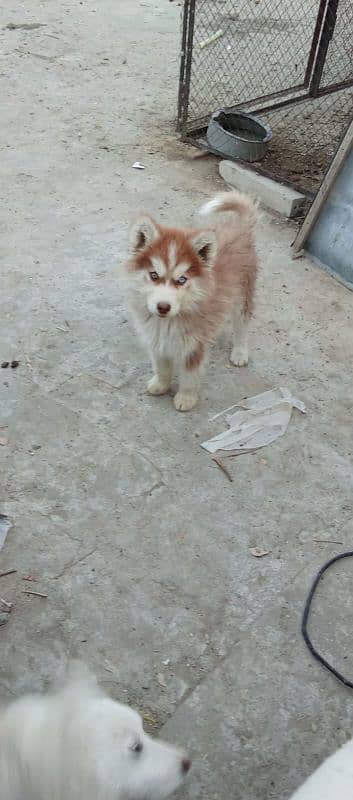 for sale  pup siberian husky 3