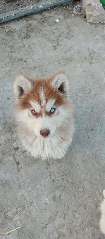 for sale  pup siberian husky 4