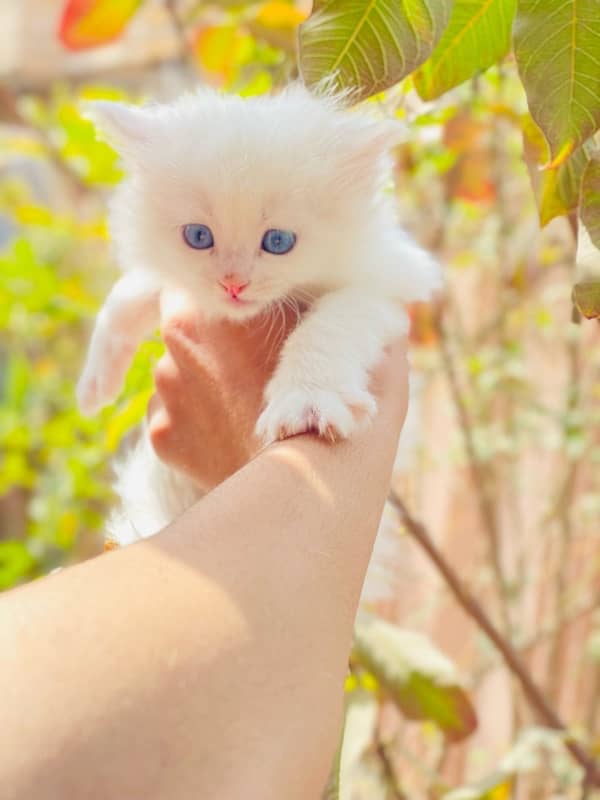 High Quality coated Persian kitten 2