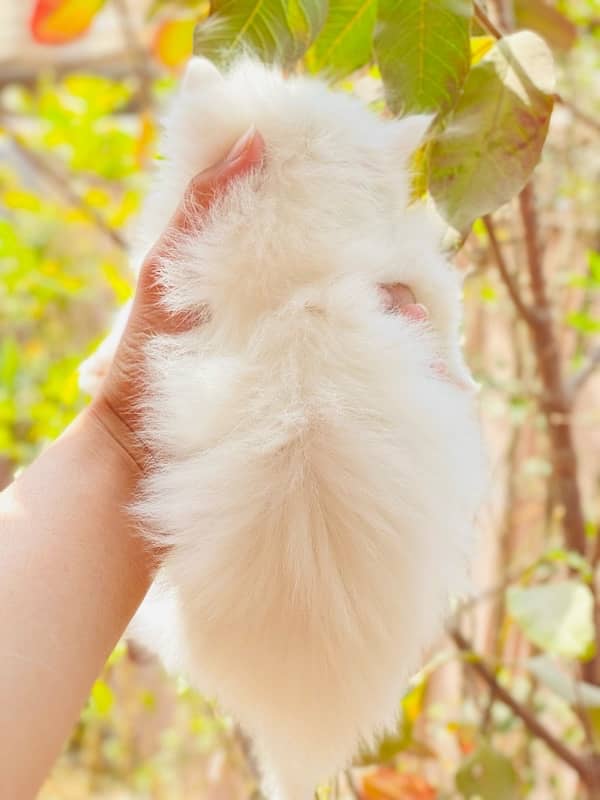 High Quality coated Persian kitten 4