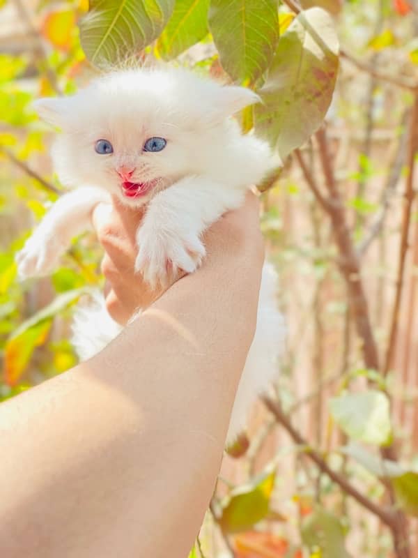 High Quality coated Persian kitten 6