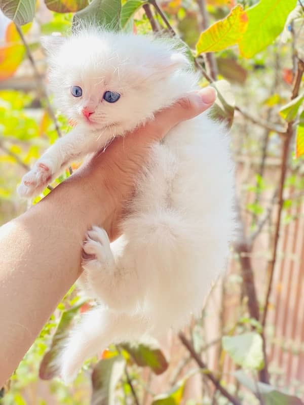 High Quality coated Persian kitten 7