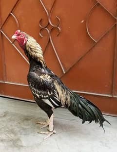 pure mianwali Aseel hen. high quality Aseel murga