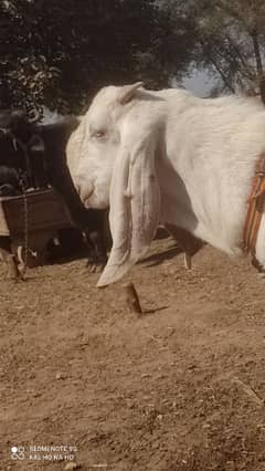 Rajanpuri Bakra  Qurbani kaliye +Breading quality Ka bacha