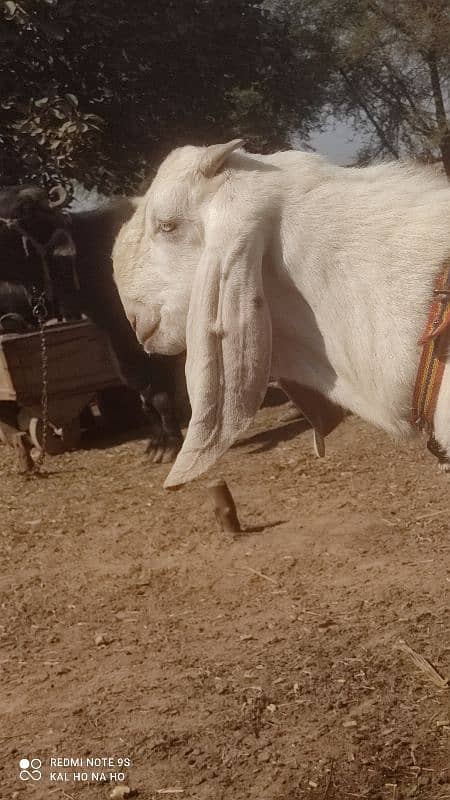 Rajanpuri Bakra  Qurbani kaliye +Breading quality Ka bacha 0