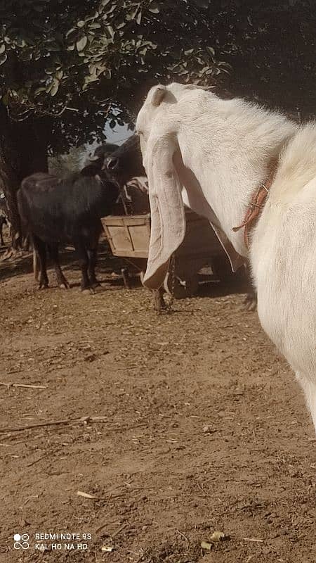 Rajanpuri Bakra  Qurbani kaliye +Breading quality Ka bacha 1