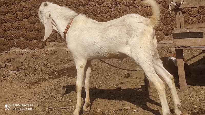 Rajanpuri Bakra  Qurbani kaliye +Breading quality Ka bacha 2