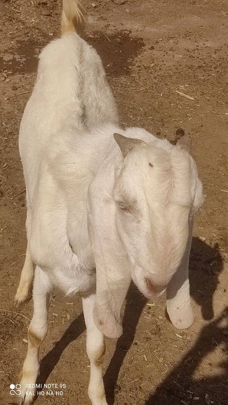 Rajanpuri Bakra  Qurbani kaliye +Breading quality Ka bacha 3