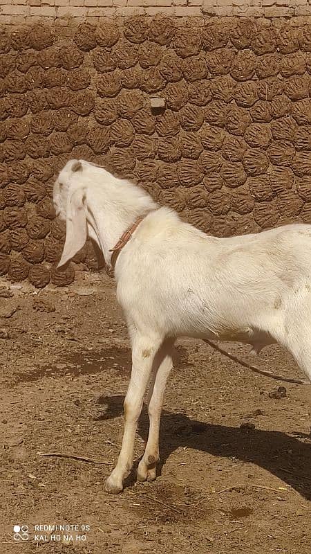 Rajanpuri Bakra  Qurbani kaliye +Breading quality Ka bacha 4