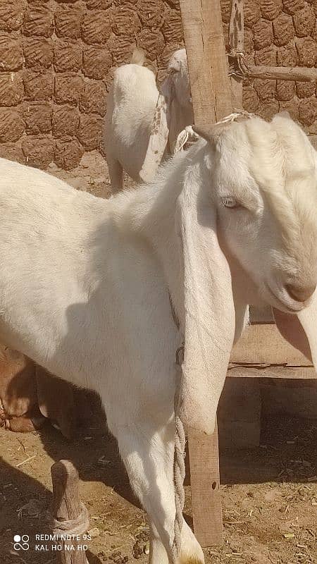 Rajanpuri Bakra  Qurbani kaliye +Breading quality Ka bacha 5