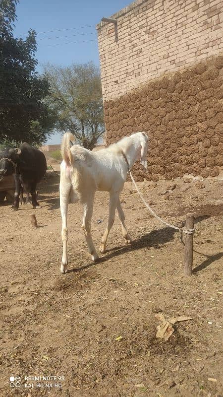 Rajanpuri Bakra  Qurbani kaliye +Breading quality Ka bacha 6