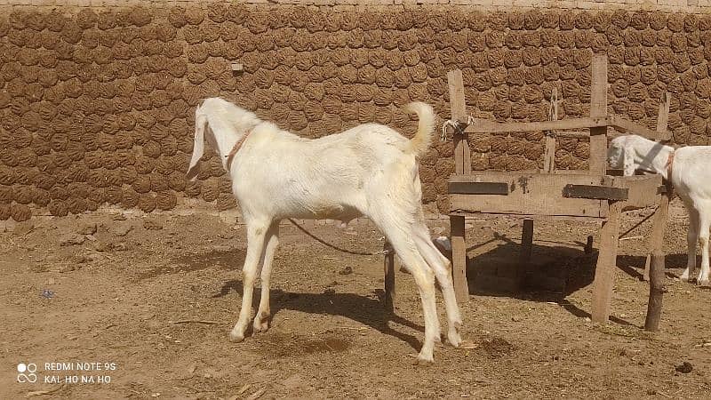 Rajanpuri Bakra  Qurbani kaliye +Breading quality Ka bacha 7