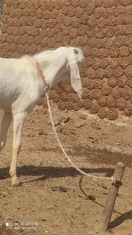 Rajanpuri Bakra  Qurbani kaliye +Breading quality Ka bacha 8