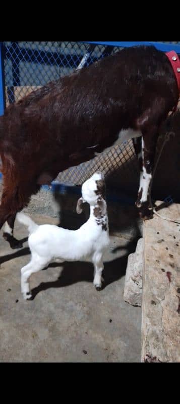 Teedi With Female Kid 4