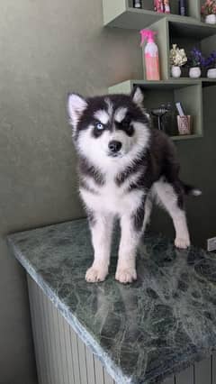 Husky