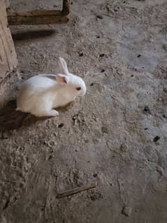 New Zealand white rabbits red eyes