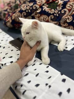 persian cat with white colour