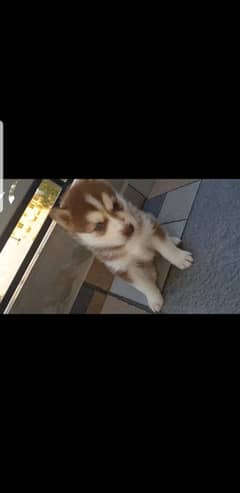 Husky Baby for sale