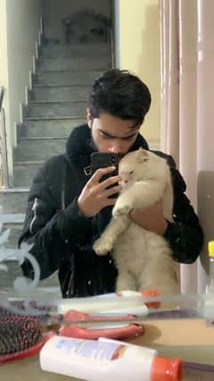 male persian cat (white) one time breed