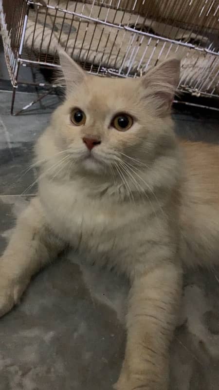 male persian cat (white) one time breed 1