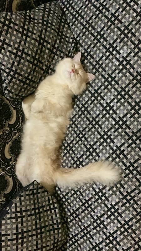 male persian cat (white) one time breed 2