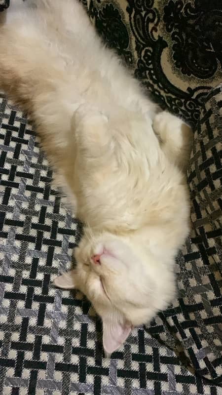 male persian cat (white) one time breed 3